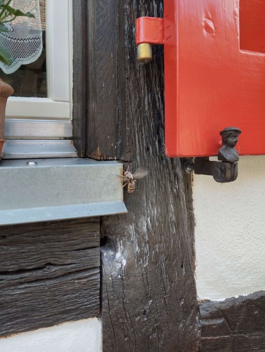 Relocate bees & remove bee nest