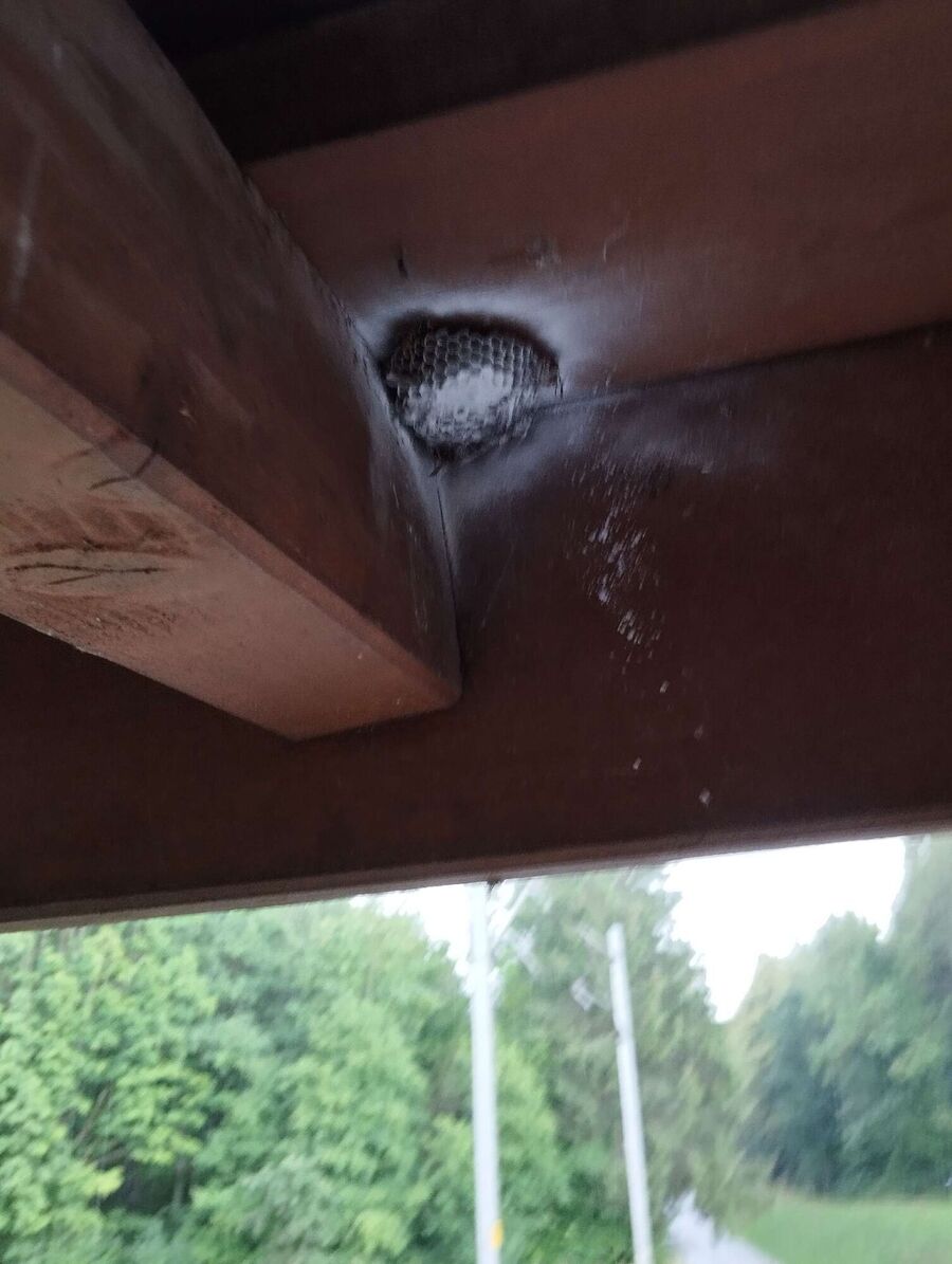 Bee nest at the house remove