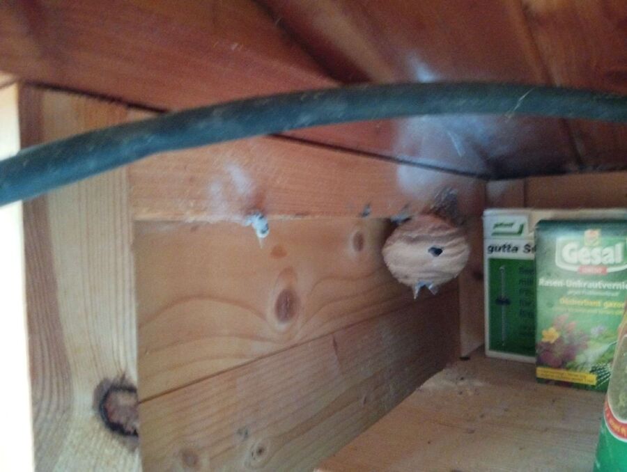 Relocate bees & remove bee nest