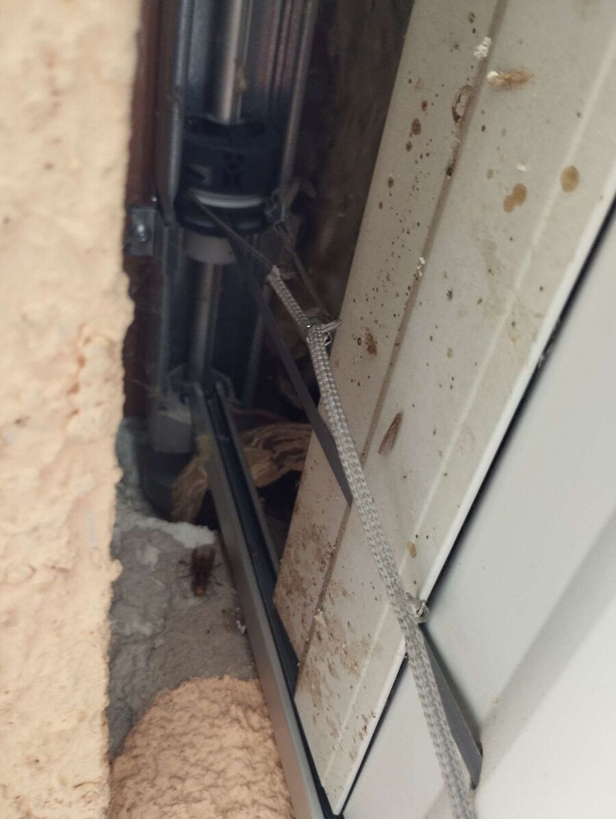 Relocate bees & remove bee nest