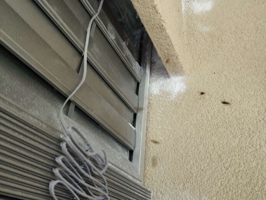 Relocate bees & remove bee nest