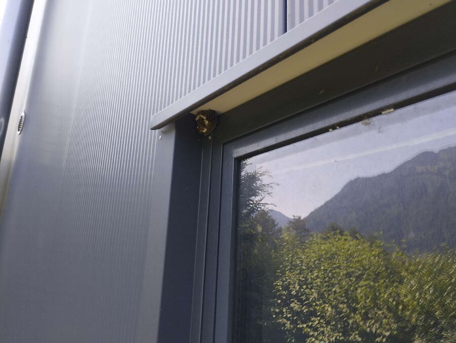 Bee nest at the house remove