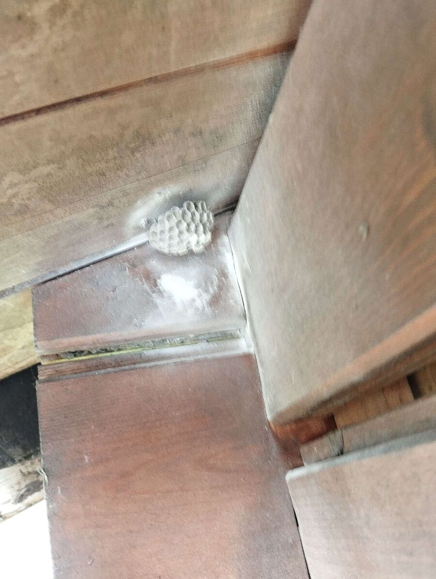 Relocate bees & remove bee nest