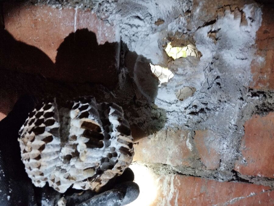 Relocate bees & remove bee nest