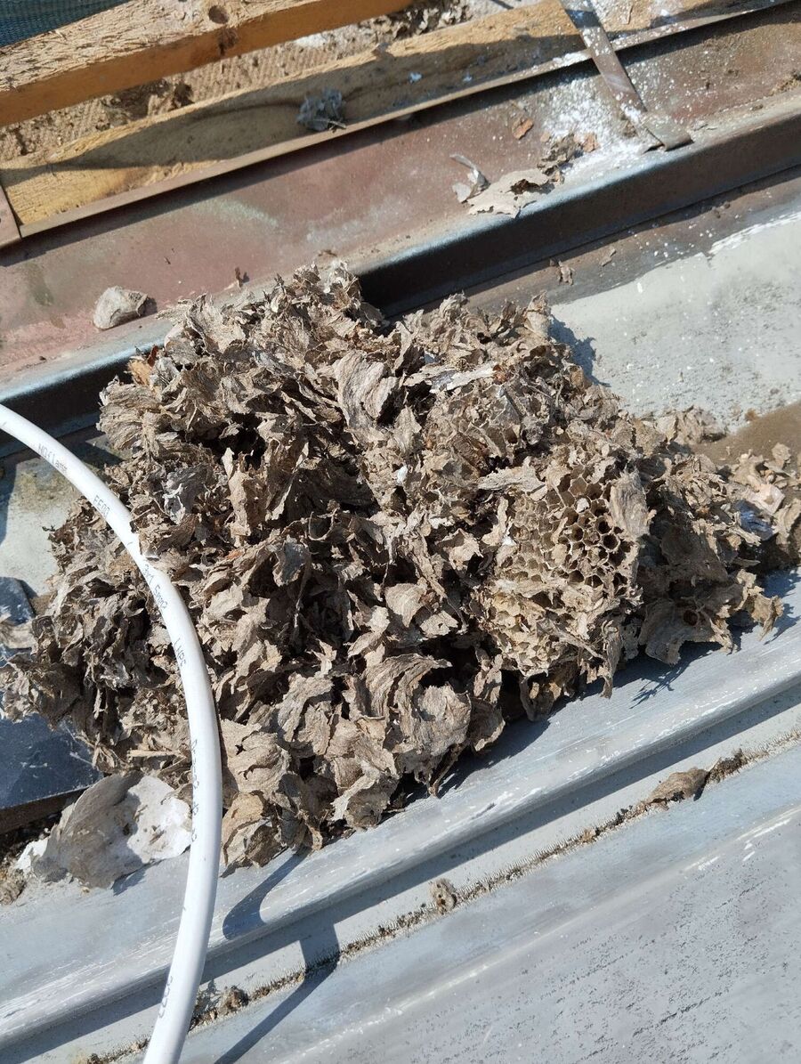 Bee nest at the house remove
