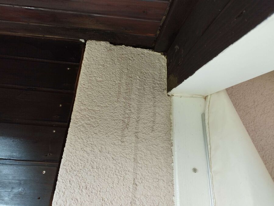 Relocate bees & remove bee nest