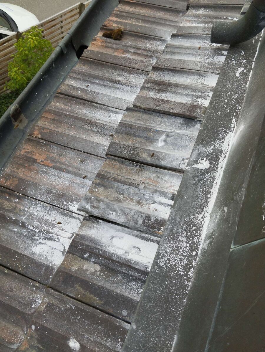 Relocate bees & remove bee nest