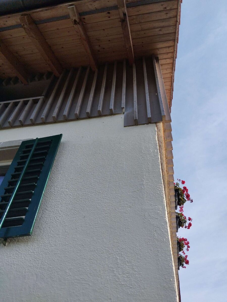 Relocate bees & remove bee nest