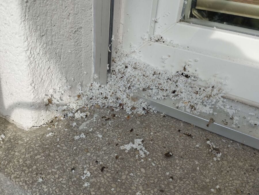 Bee nest at the house remove