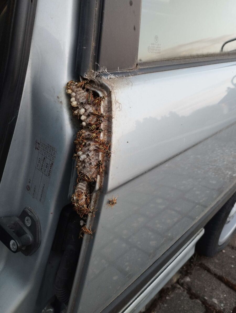 Relocate bees & remove bee nest