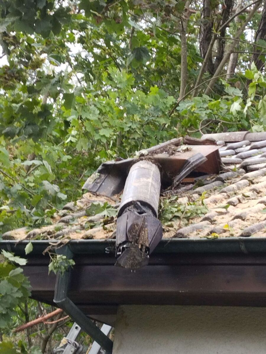 Relocate bees & remove bee nest