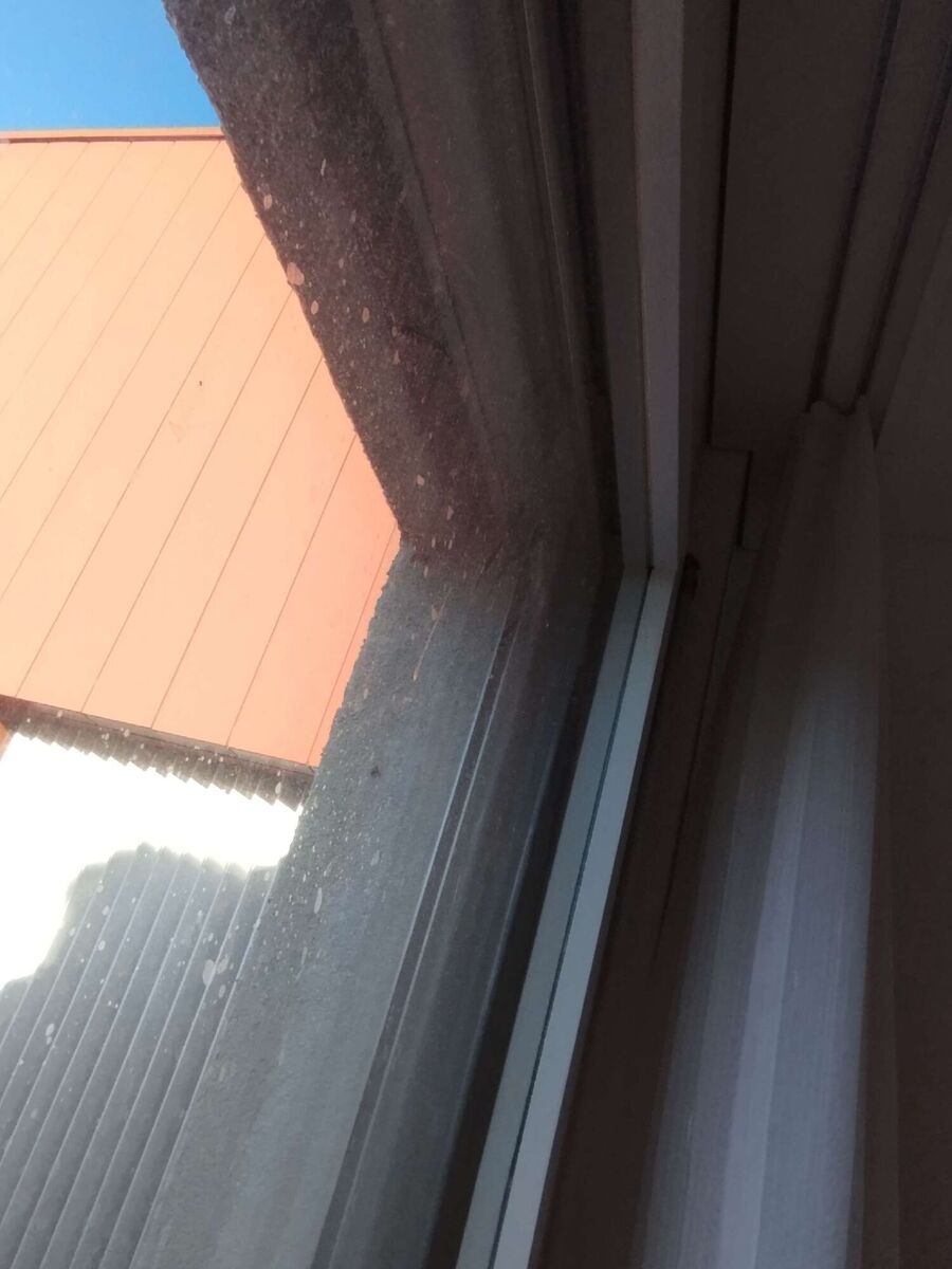 Relocate bees & remove bee nest