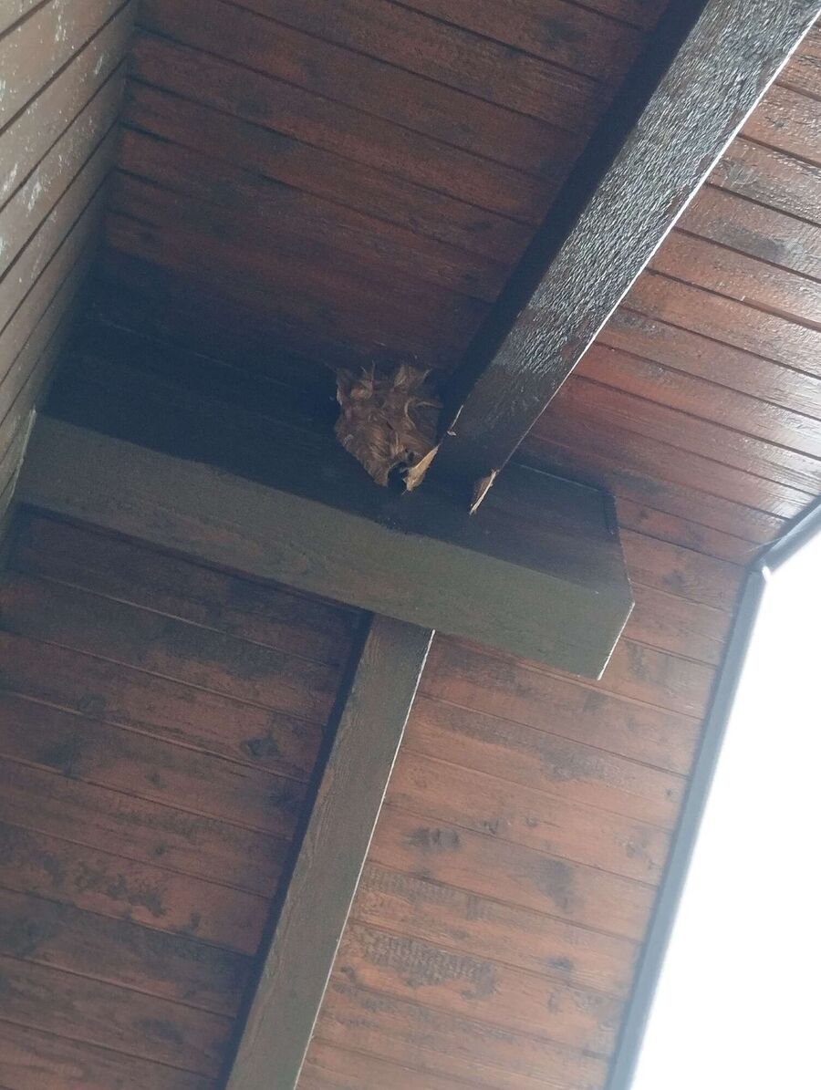 Bee nest at the house remove