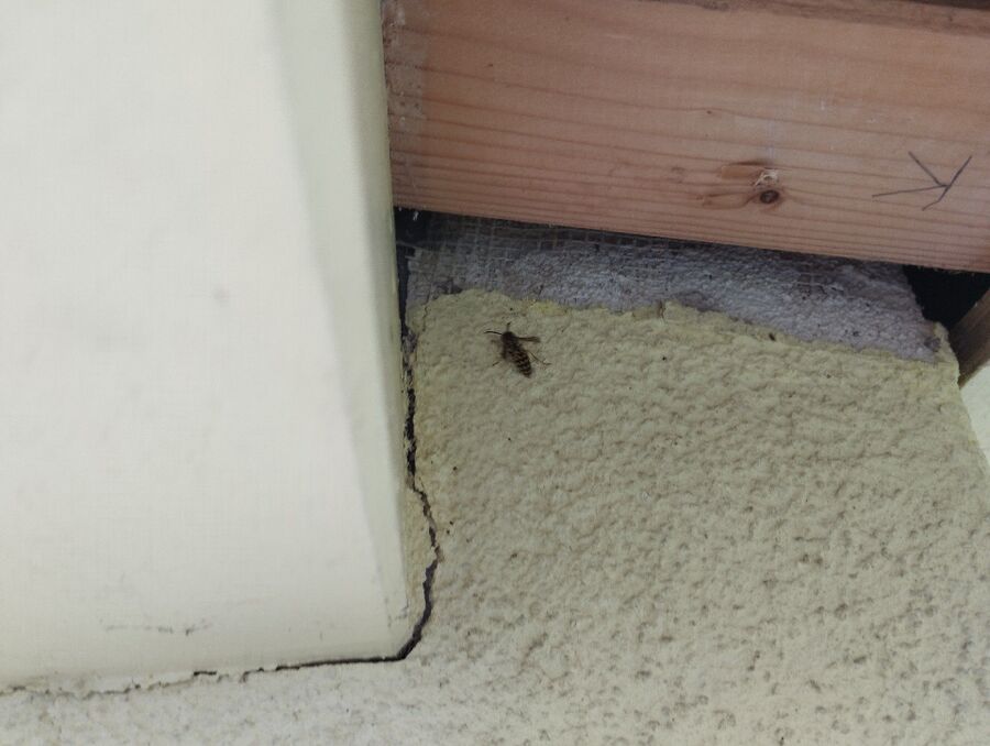 Relocate bees & remove bee nest