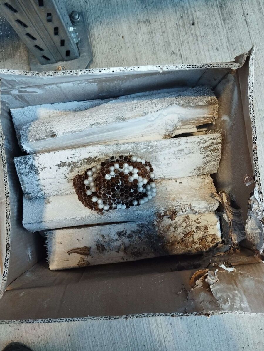 Bee nest at the house remove