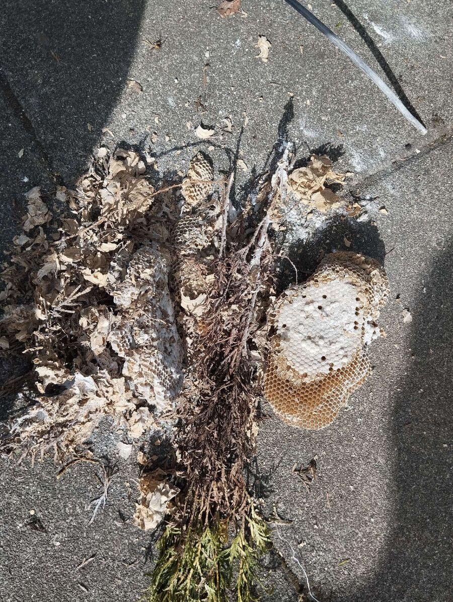 Bee nest at the house remove