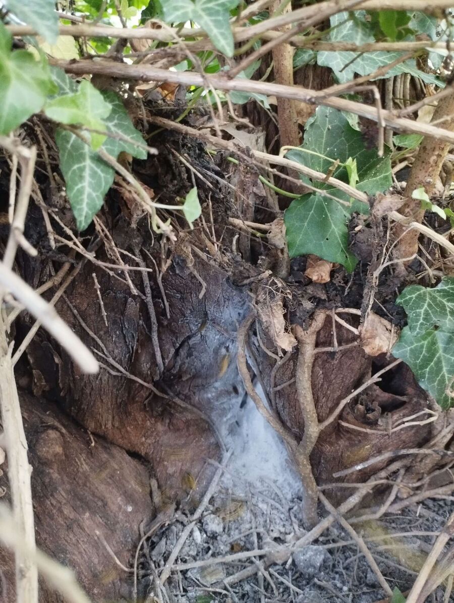 Bee nest at the house remove