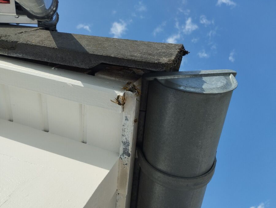 Relocate bees & remove bee nest