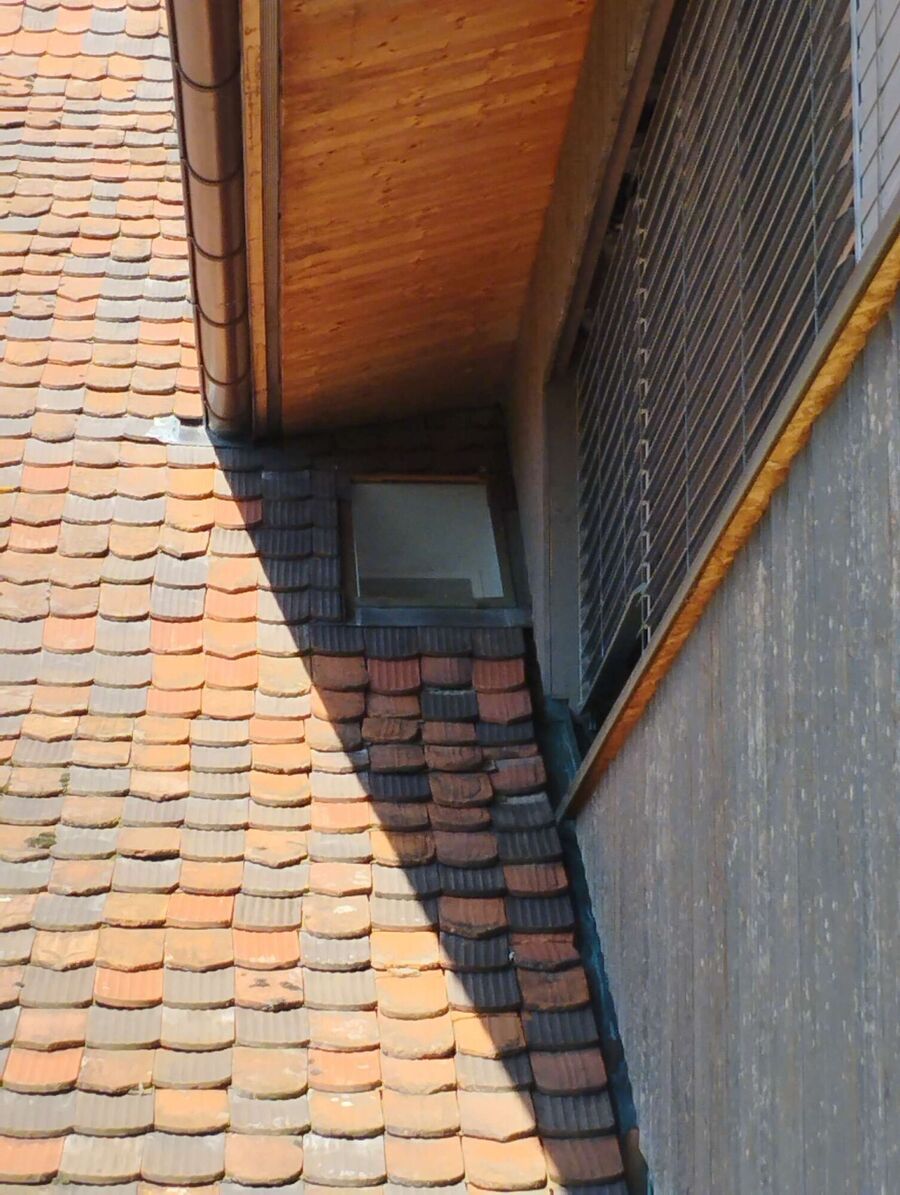 Relocate bees & remove bee nest