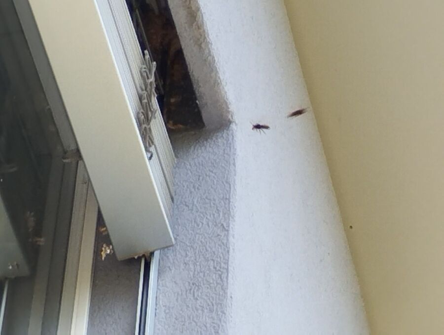 Bee nest at the house remove