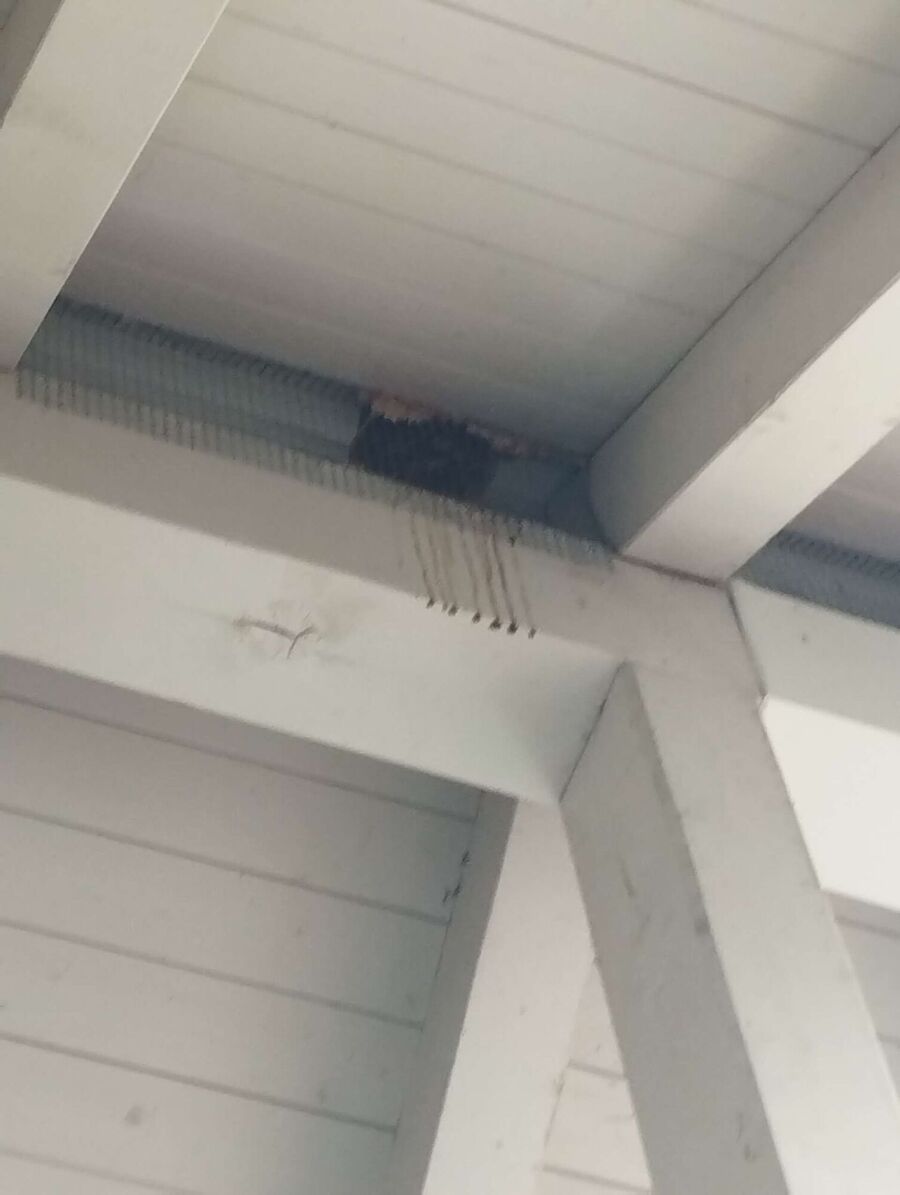 Bee nest at the house remove