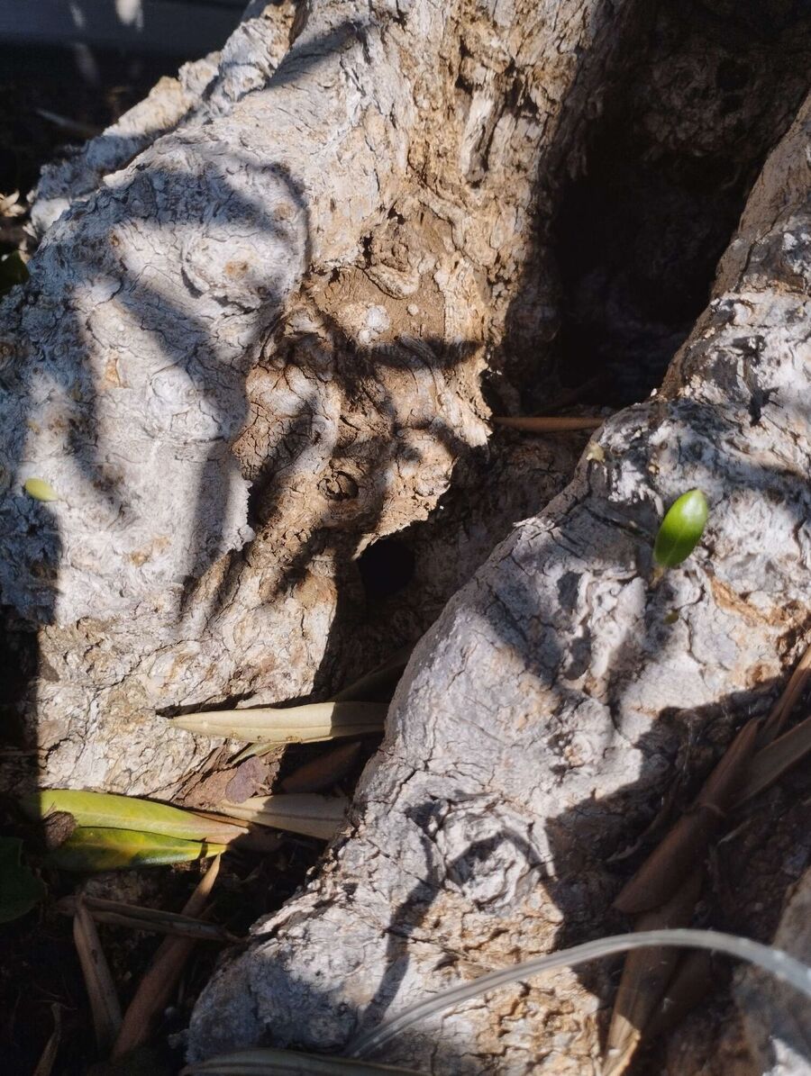 Bee nest at the house remove
