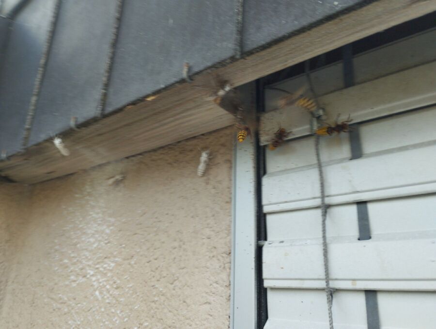 Bee nest at the house remove