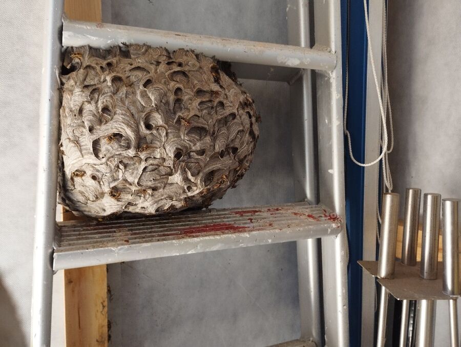 Bee nest at the house remove