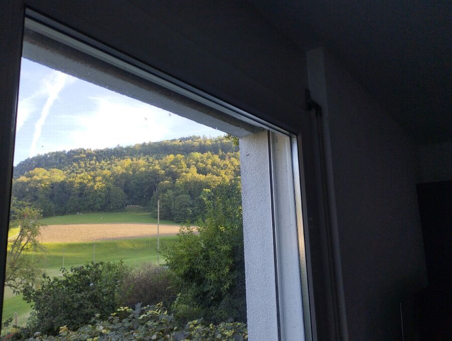 Relocate bees & remove bee nest