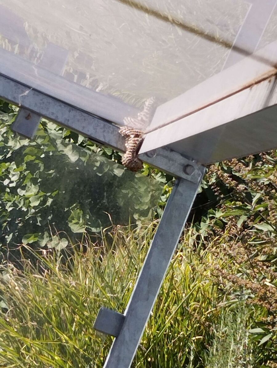 Bee nest at the house remove