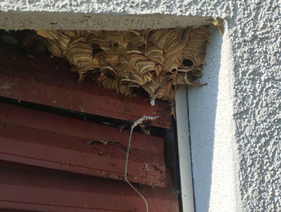 Bee nest at the house remove
