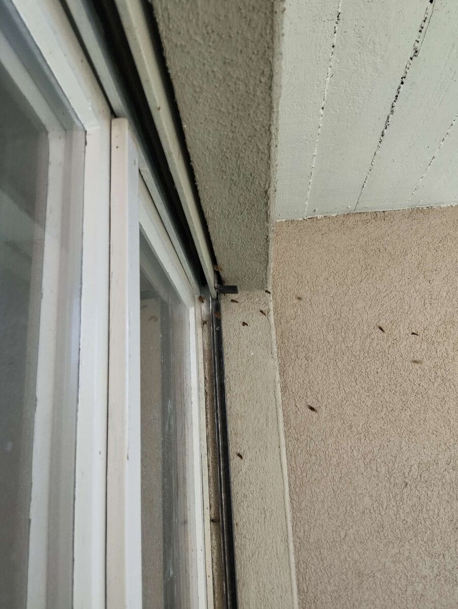 Relocate bees & remove bee nest