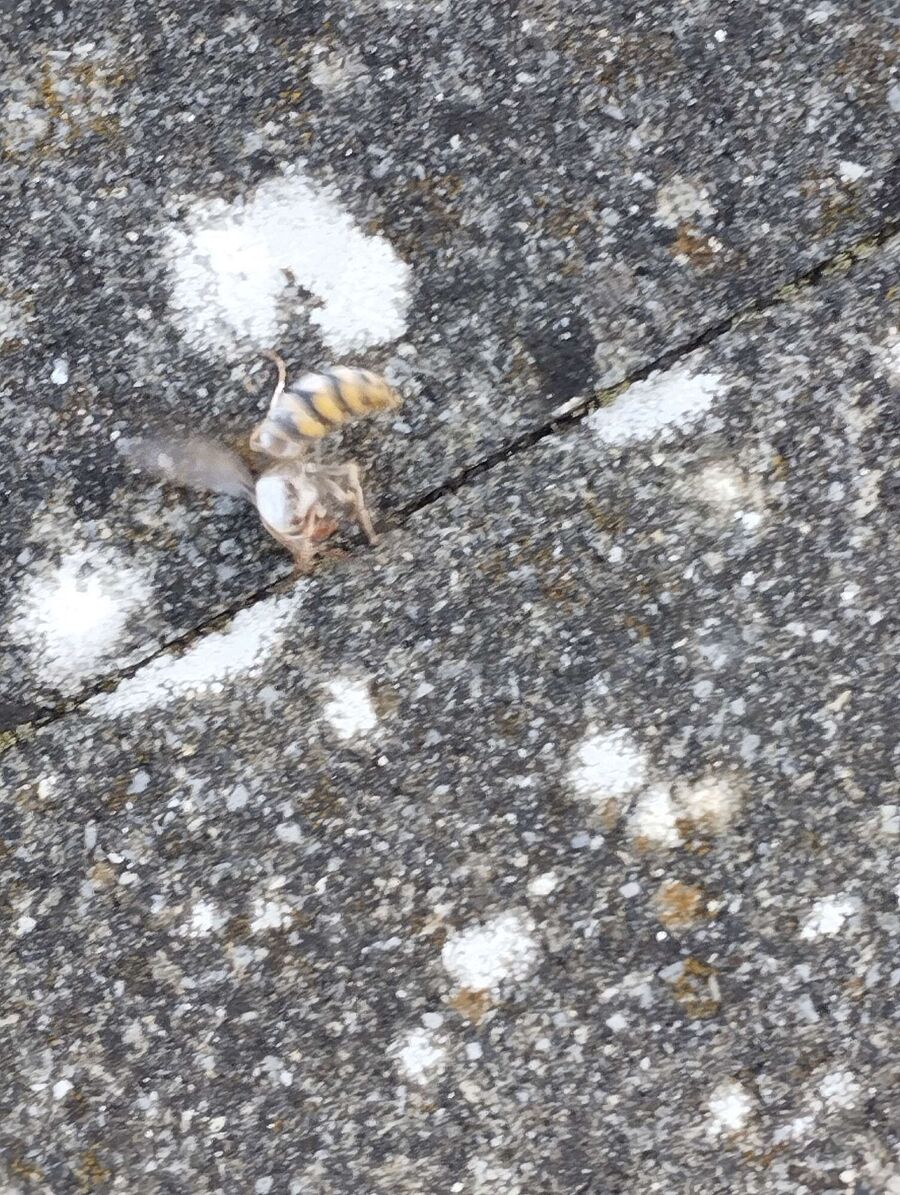 Bee nest at the house remove