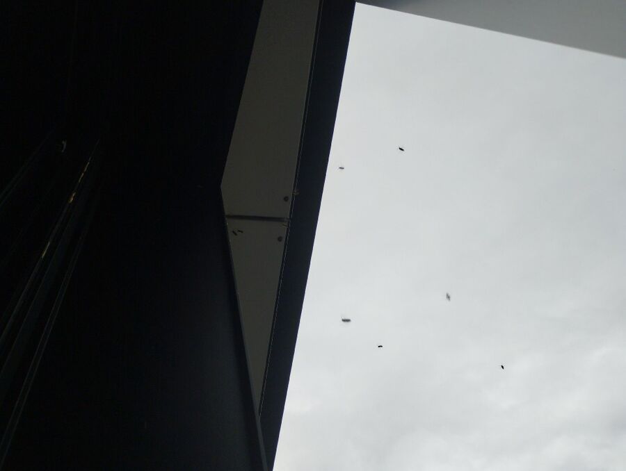 Bee nest at the house remove