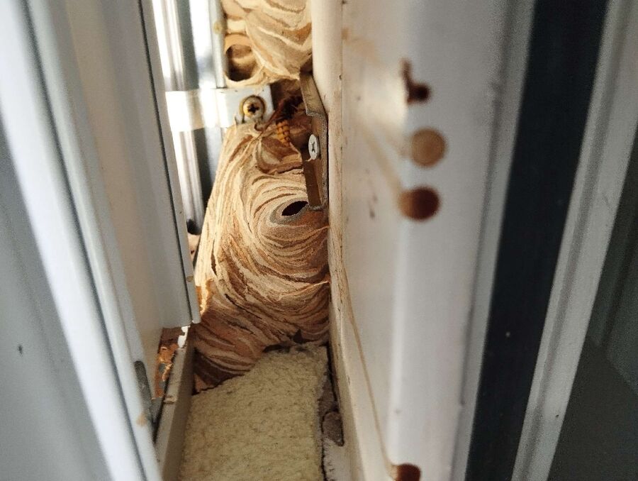 Bee nest at the house remove