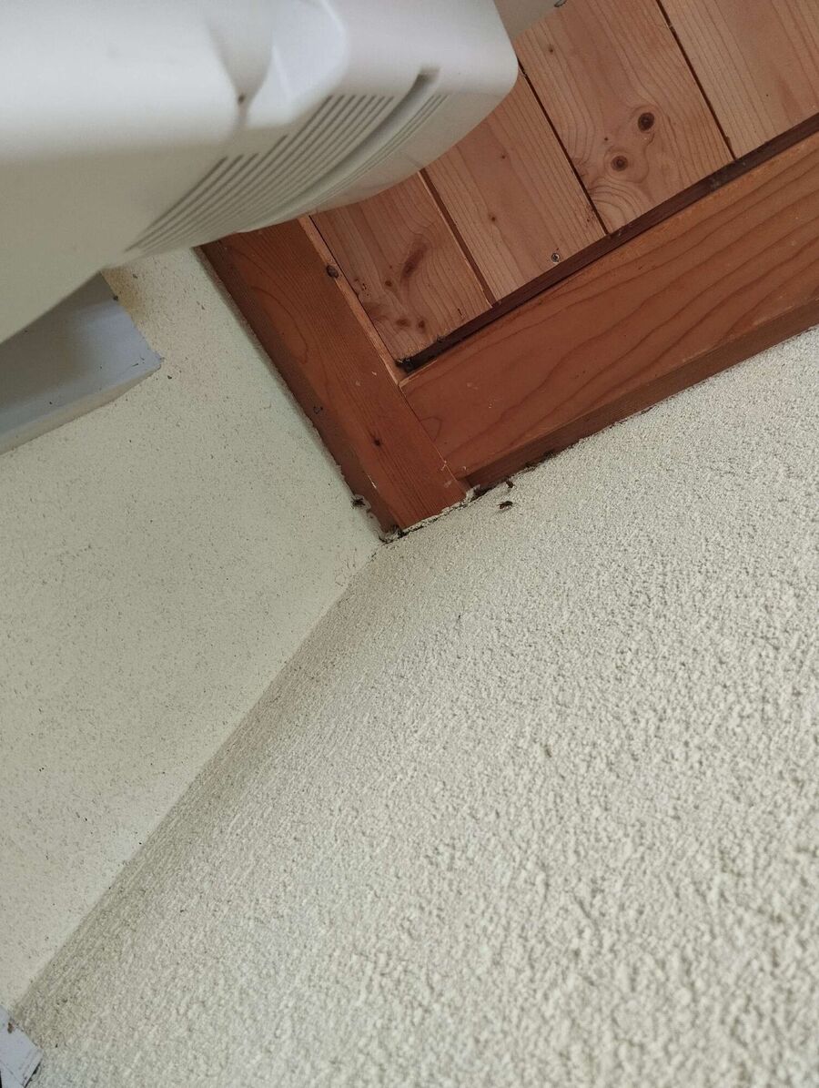 Relocate bees & remove bee nest