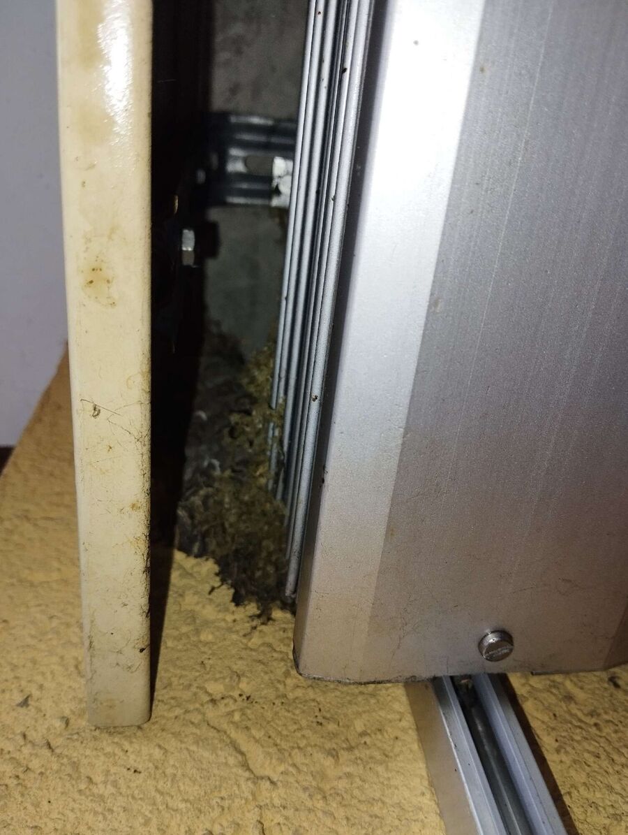 Relocate bees & remove bee nest