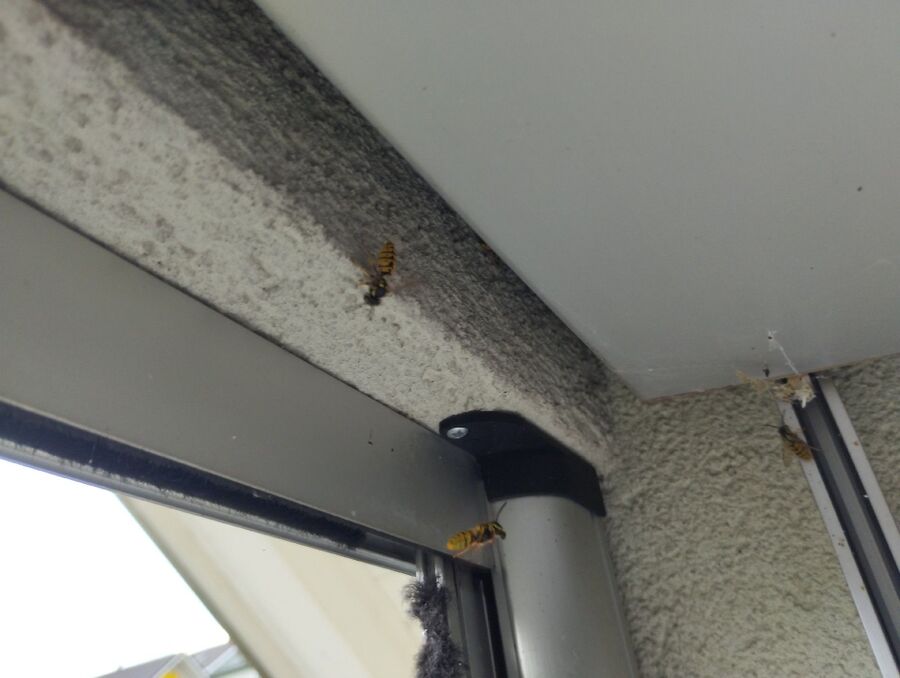 Bee nest at the house remove