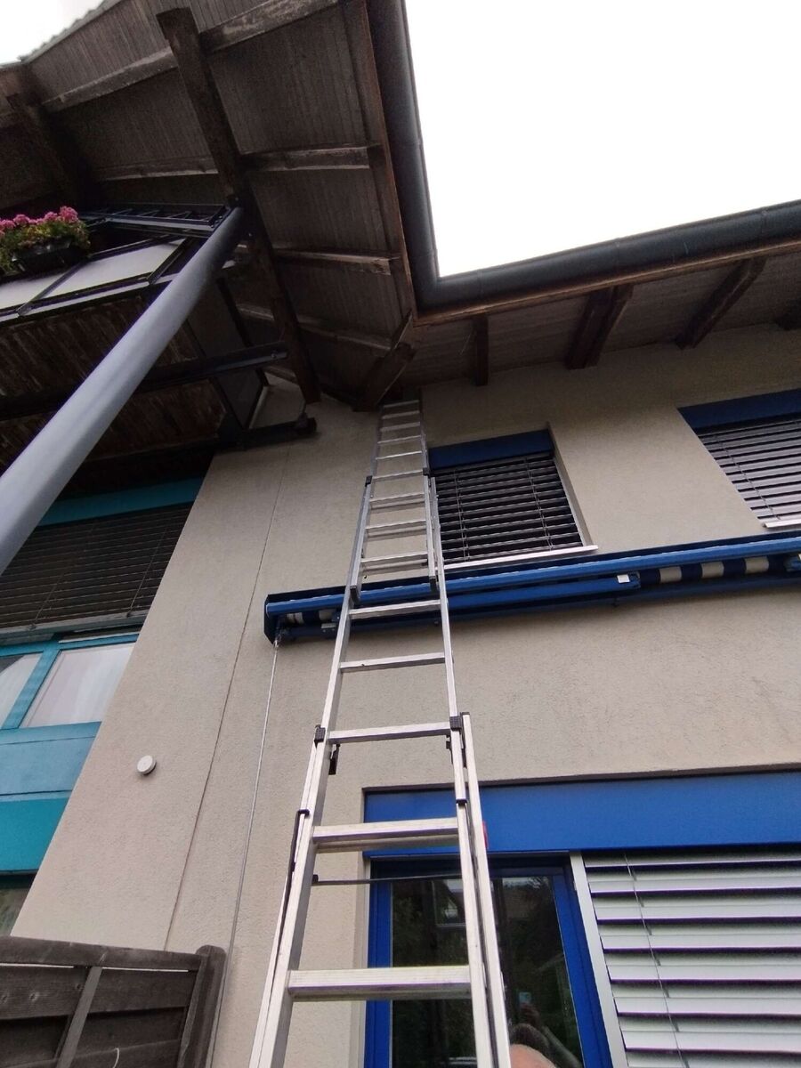 Relocate bees & remove bee nest