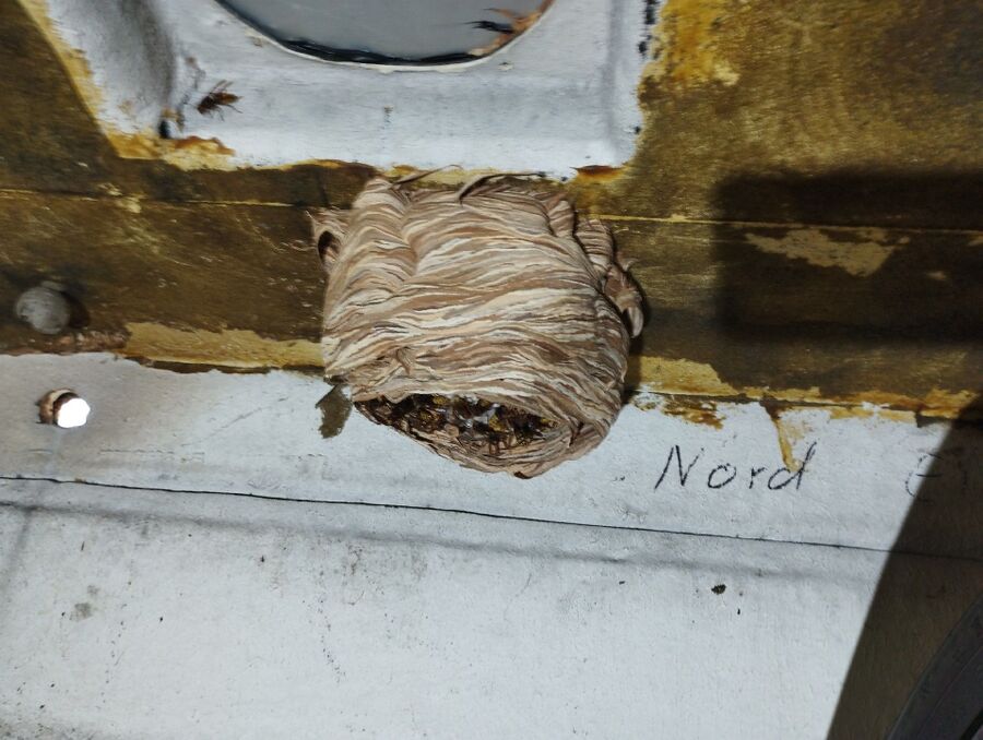 Relocate bees & remove bee nest