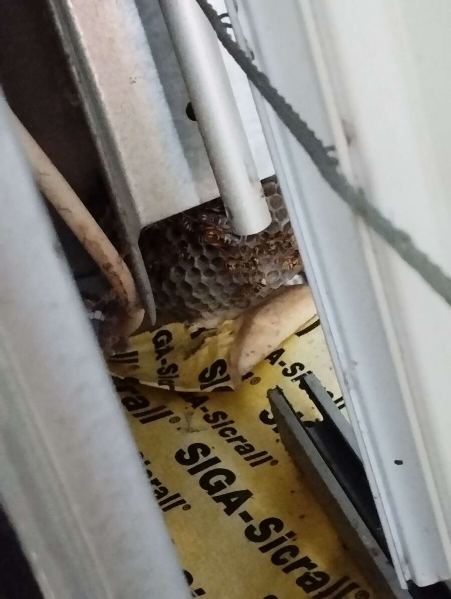 Bee nest at the house remove