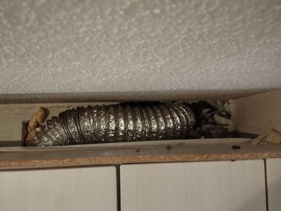 Relocate bees & remove bee nest