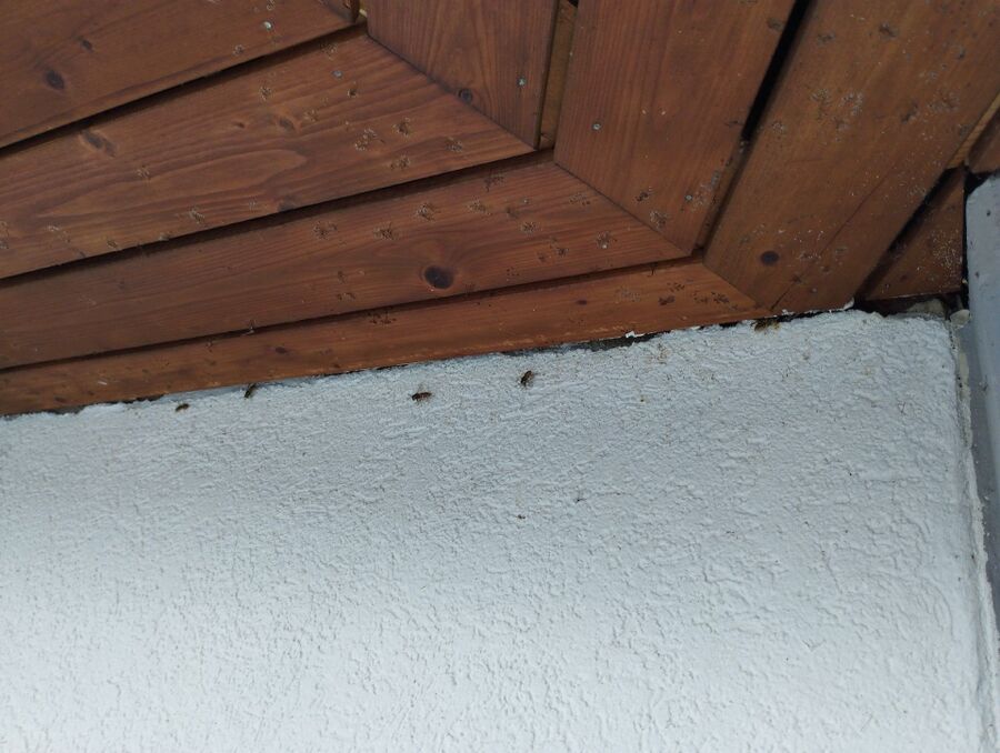 Bee nest at the house remove