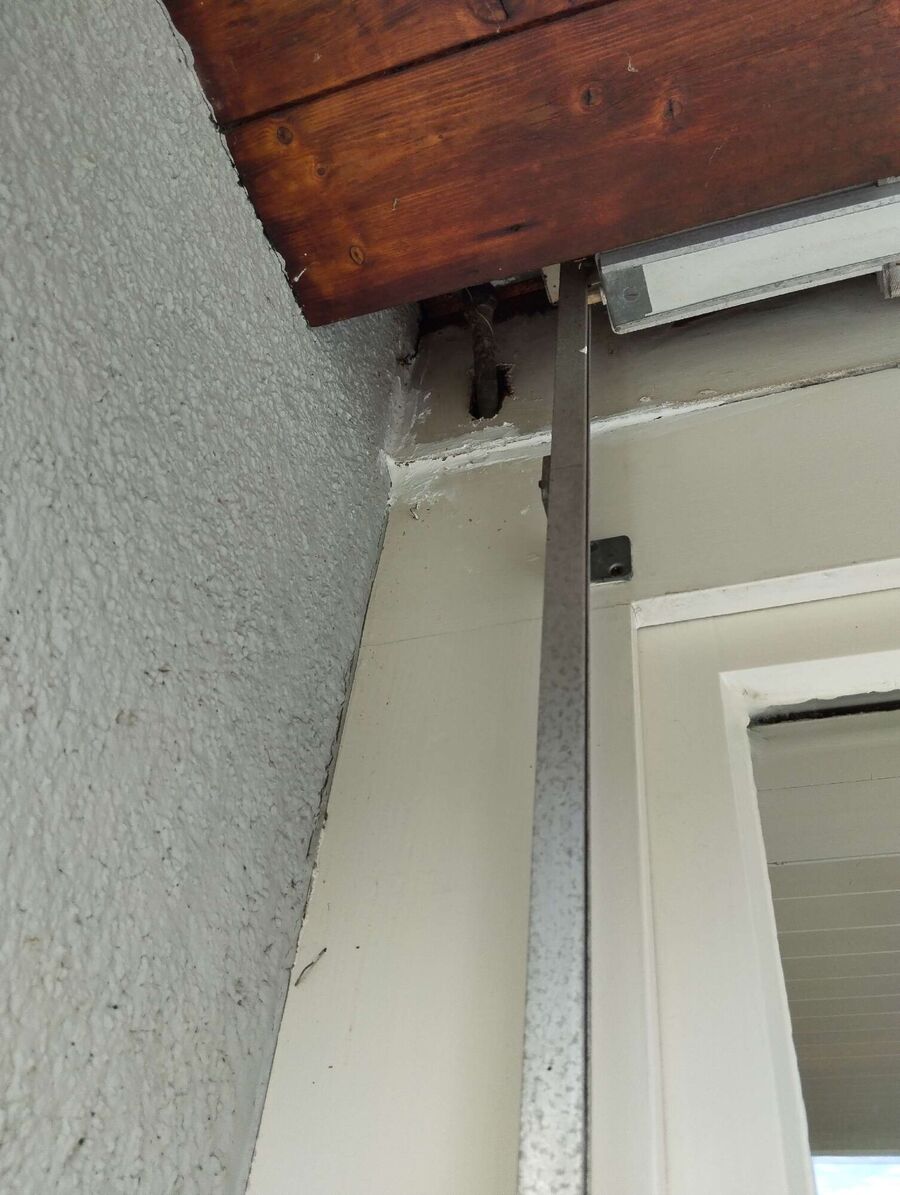 Relocate bees & remove bee nest