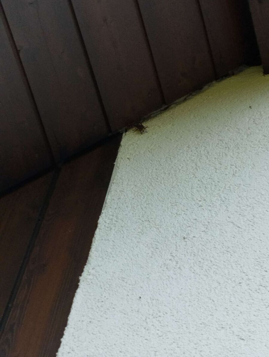 Bee nest at the house remove