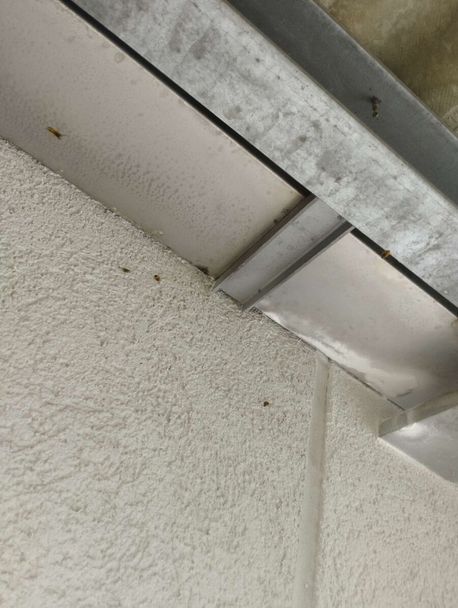 Bee nest at the house remove