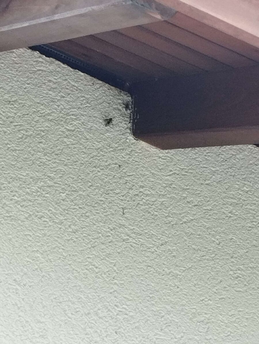 Bee nest at the house remove