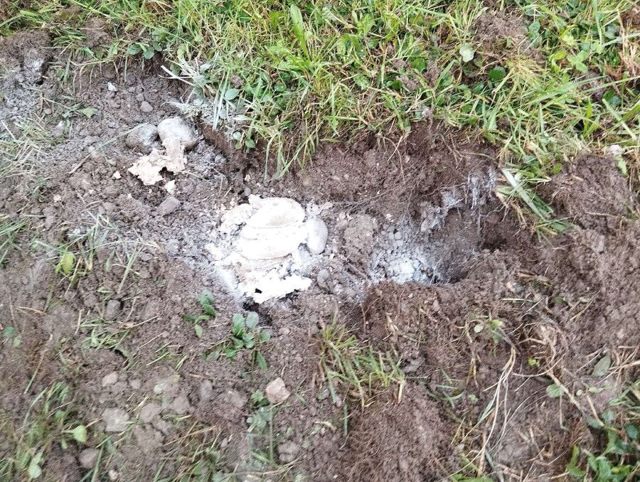 Relocate bees & remove bee nest