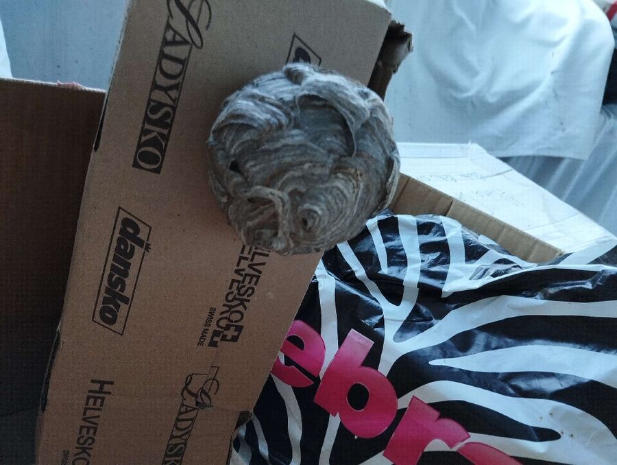 Relocate bees & remove bee nest