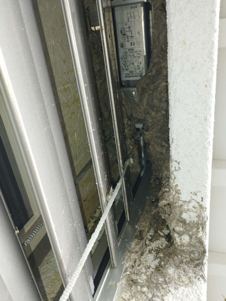 Bee nest at the house remove